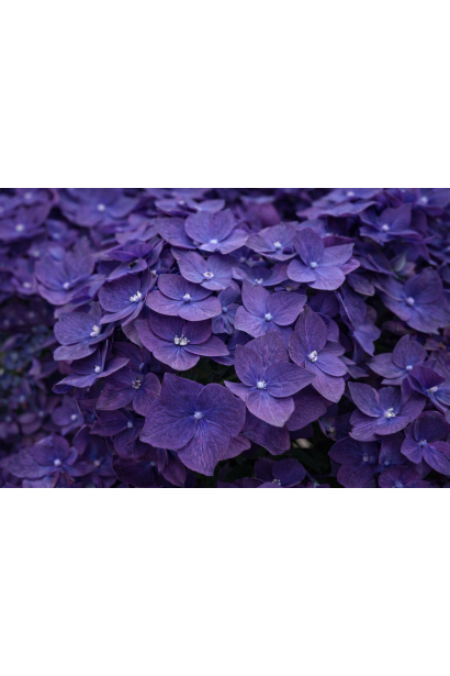 Гортензія Россо Глорі фото